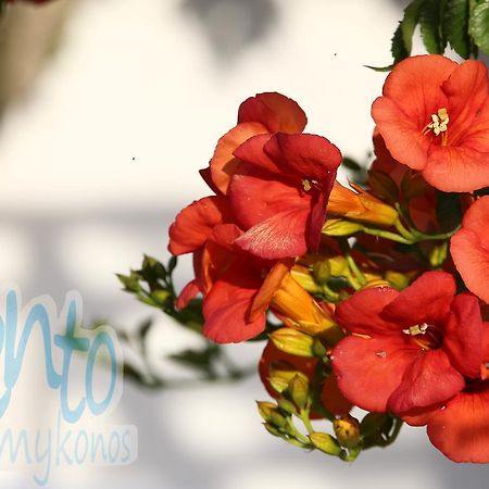 شقة Glastros   في Il Vento Mykonos المظهر الخارجي الصورة